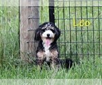 Small Photo #1 Bernedoodle (Miniature)-Cavapoo (Miniature) Mix Puppy For Sale in DENVER, PA, USA