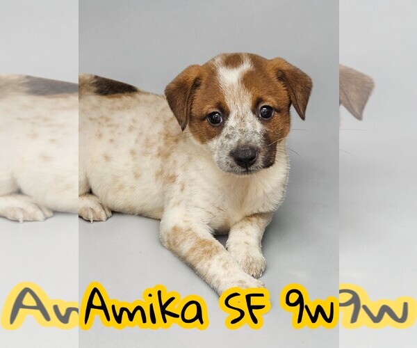 Medium Photo #1 Red Heeler-Unknown Mix Puppy For Sale in The Woodlands, TX, USA