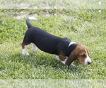 Small Photo #5 Basset Hound Puppy For Sale in MEMPHIS, MO, USA