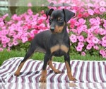 Small #3 Miniature Pinscher