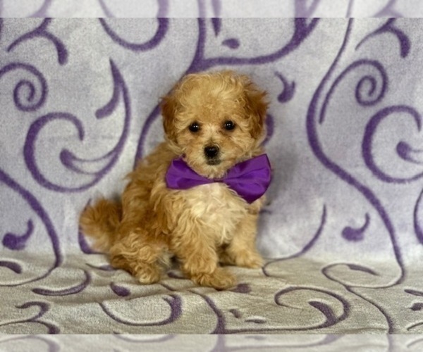 Medium Photo #1 Poodle (Toy) Puppy For Sale in LANCASTER, PA, USA