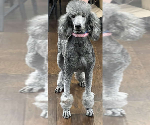 Medium Photo #1 Poodle (Standard) Puppy For Sale in BEDFORD, IN, USA