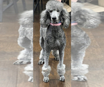 Small Photo #1 Poodle (Standard) Puppy For Sale in BEDFORD, IN, USA