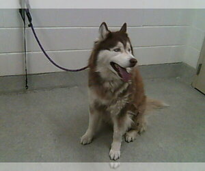 Siberian Husky Dogs for adoption in Fort Collins, CO, USA