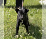 Small #3 Labrador Retriever Mix
