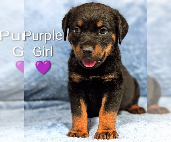 Medium Photo #5 Rottweiler Puppy For Sale in BENSON, NC, USA