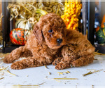 Small Photo #48 Goldendoodle-Poodle (Miniature) Mix Puppy For Sale in WAKARUSA, IN, USA
