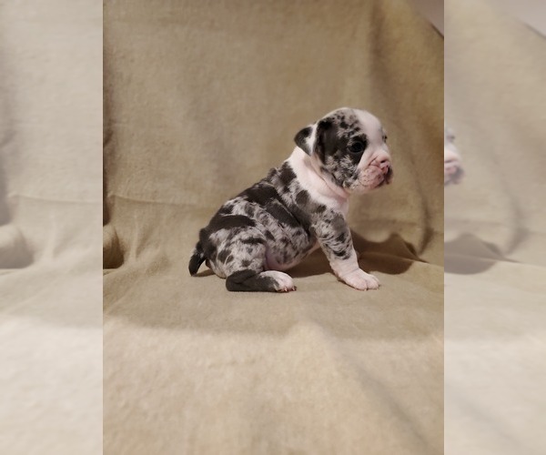 Medium Photo #1 English Bulldog Puppy For Sale in WALDORF, MD, USA