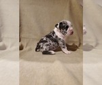 Small Photo #1 English Bulldog Puppy For Sale in WALDORF, MD, USA