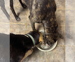 Small #25 Treeing Walker Coonhound Mix