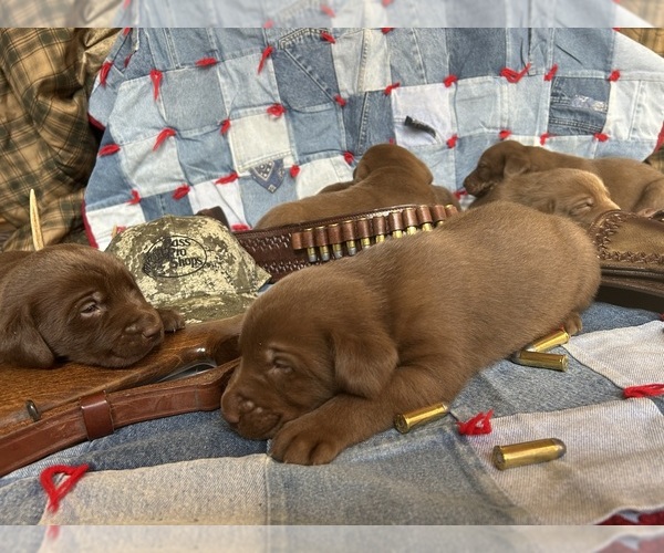 Medium Photo #2 Labrador Retriever Puppy For Sale in RUTHERFORDTON, NC, USA