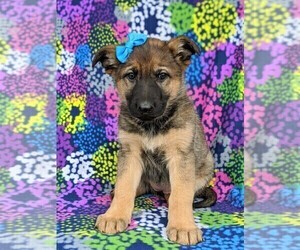 German Shepherd Dog Puppy for sale in CHRISTIANA, PA, USA