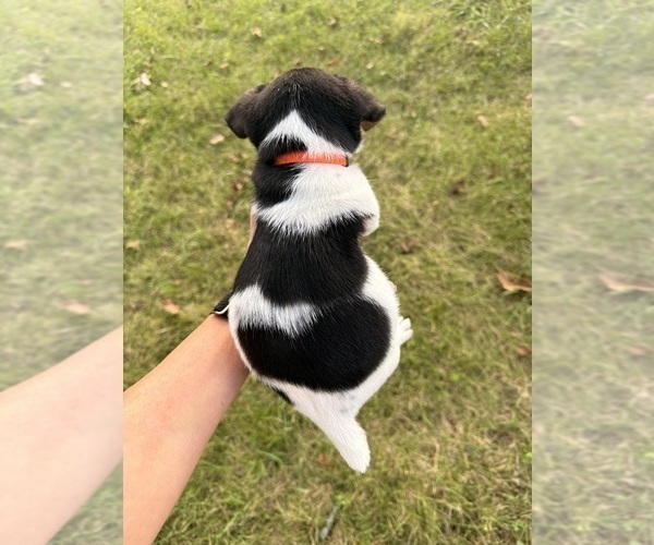 Medium Photo #2 Jack Russell Terrier Puppy For Sale in FREEMAN, MO, USA