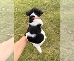 Small #1 Jack Russell Terrier