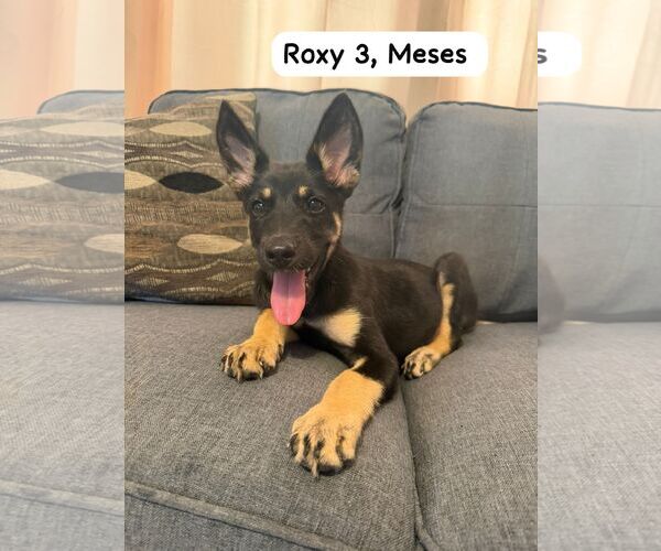 Medium Photo #2 Mutt Puppy For Sale in NYC, NY, USA