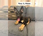Small #1 Mutt