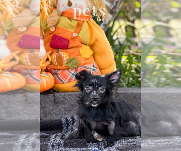 Medium Photo #5 Chihuahua-Unknown Mix Puppy For Sale in Foristell, MO, USA