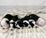 Small Photo #2 Sheepadoodle Puppy For Sale in NEW LONDON, MN, USA