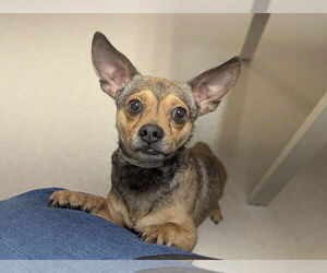 Chihuahua-Unknown Mix Dogs for adoption in Aurora, CO, USA
