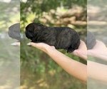 Puppy Diesel Dutch Shepherd Dog