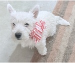 Puppy Puppy 1 piper West Highland White Terrier