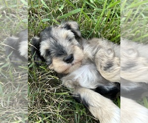 Schnauzer (Miniature) Puppy for sale in SILER CITY, NC, USA