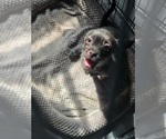 Small #3 Mutt