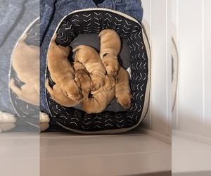 Labrador Retriever Litter for sale in CELINA, OH, USA