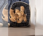Small Labrador Retriever