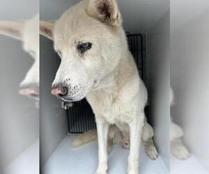 Siberian Husky Dogs for adoption in Houston, TX, USA