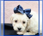 Small Maltipoo (Toy)