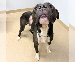 American Pit Bull Terrier Dogs for adoption in Aurora, CO, USA