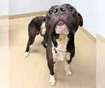 Small American Pit Bull Terrier