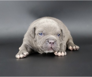 American Bully Puppy for sale in CHAMPAIGN, IL, USA