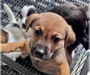 Labrador Retriever-Unknown Mix Dogs for adoption in Gilberts, IL, USA