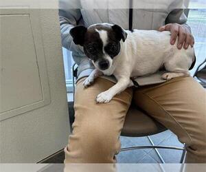 Chihuahua Dogs for adoption in San Antonio, TX, USA
