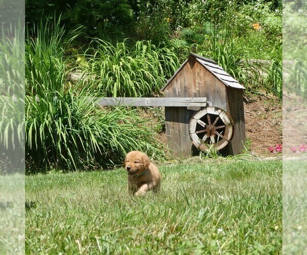 Medium Photo #2 Golden Retriever Puppy For Sale in WOLCOTT, VT, USA