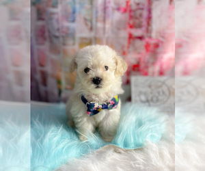Bichpoo Puppy for sale in KINSTON, NC, USA