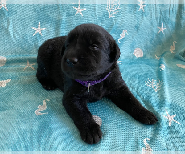 Medium Photo #10 Labrador Retriever Puppy For Sale in PALM COAST, FL, USA