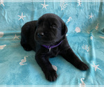 Small Photo #10 Labrador Retriever Puppy For Sale in PALM COAST, FL, USA