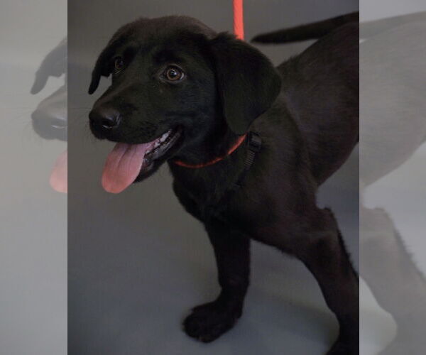 Medium Photo #5 Labrador Retriever-Unknown Mix Puppy For Sale in Princeton, MN, USA