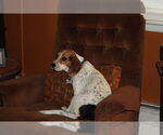 Small #3 Beagle Mix