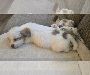 Andie - NO MORE APPLICATIONS PLEASE!!! - Female Cairn Terrier-Unknown Mix Dog for Adoption - Photo #6
