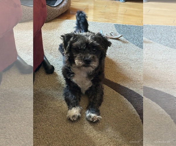 Medium Photo #1 Miniature Schnauzer-Unknown Mix Puppy For Sale in Westwood, NJ, USA