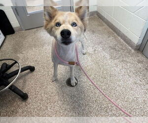 Siberian Husky Dogs for adoption in Pueblo, CO, USA