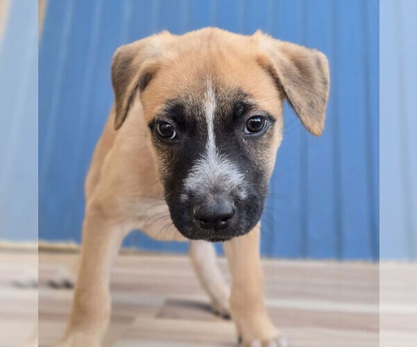 Medium Photo #1 German Shepherd Dog-Unknown Mix Puppy For Sale in Lakewood, CO, USA