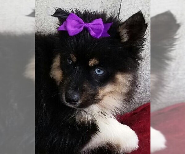 Medium Photo #1 Pomsky Puppy For Sale in DUNDEE, OH, USA