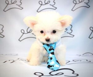 Maltipom Puppy for sale in LAS VEGAS, NV, USA