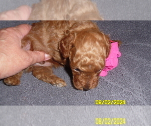 Poodle (Toy) Puppy for sale in DULUTH, GA, USA