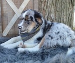 Small Photo #4 Australian Shepherd Puppy For Sale in HONEY BROOK, PA, USA
